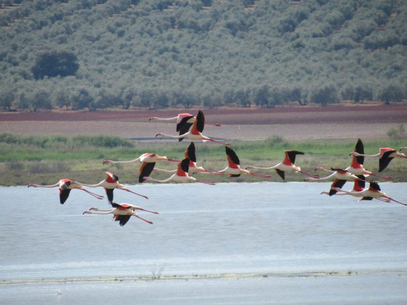 Laguna de Fuente Piedra. Turismo de Andalucía