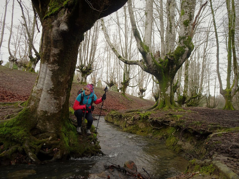 Comparativa: 7 mejores bastones de trail running, Alltricks – Blog