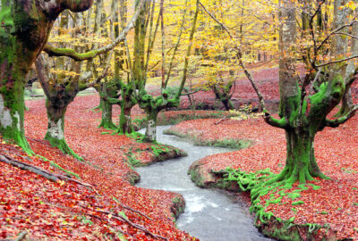 portada bosques otoño